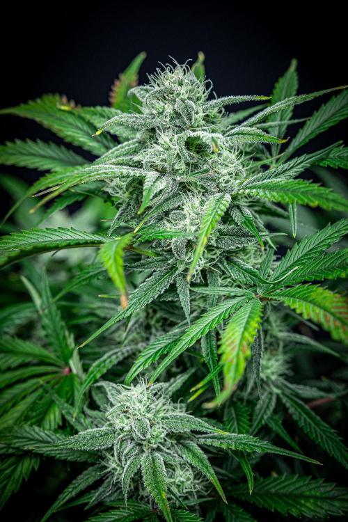 Strawberry Zkittlez Auto Ganja Farmer. Week 9 - Day 61