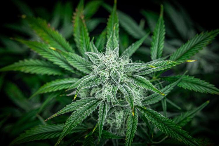 Strawberry Zkittlez Auto Ganja Farmer. Week 9 - Day 61