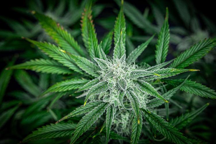 Strawberry Zkittlez Auto Ganja Farmer. Week 9 - Day 61