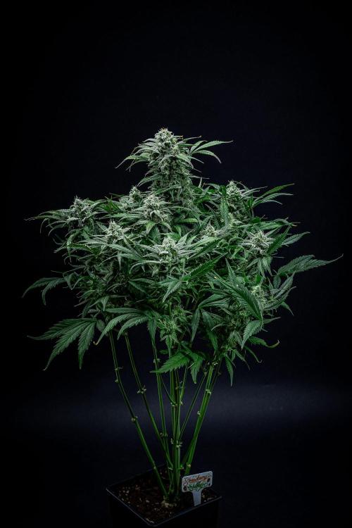Strawberry Zkittlez Auto Ganja Farmer. Week 10 - Day 68