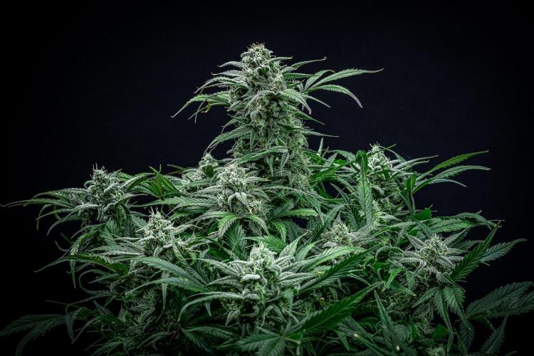 Strawberry Zkittlez Auto Ganja Farmer. Week 10 - Day 68