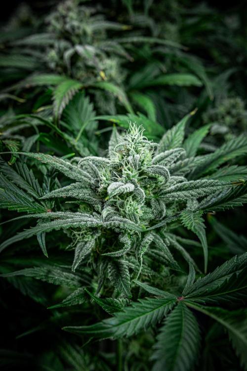 Strawberry Zkittlez Auto Ganja Farmer. Week 10 - Day 68