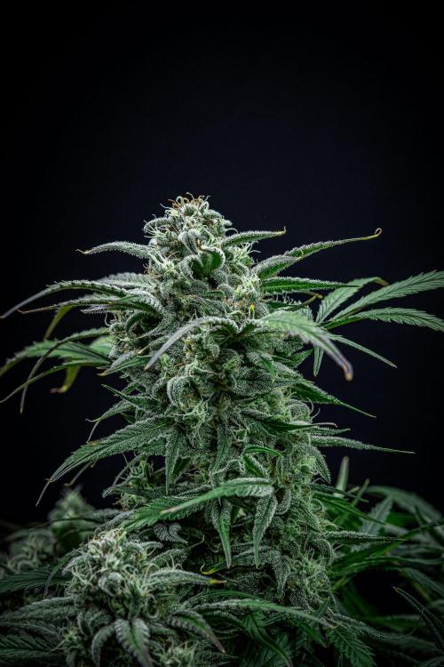 Strawberry Zkittlez Auto Ganja Farmer. Week 10 - Day 68