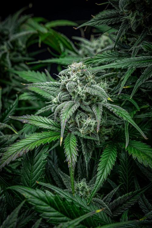 Strawberry Zkittlez Auto Ganja Farmer. Week 10 - Day 68