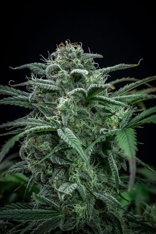 Strawberry Zkittlez Auto Ganja Farmer. Week 10 - Day 68