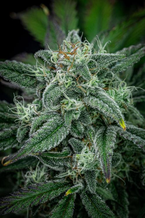 Strawberry Zkittlez Auto Ganja Farmer. Week 10 - Day 68