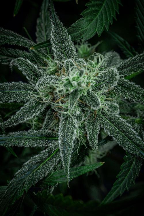 Strawberry Zkittlez Auto Ganja Farmer. Week 10 - Day 68