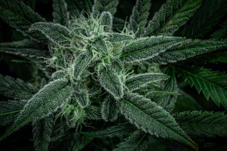 Strawberry Zkittlez Auto Ganja Farmer. Week 10 - Day 68