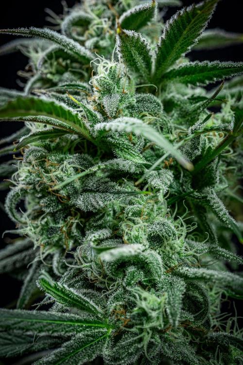 Strawberry Zkittlez Auto Ganja Farmer. Week 10 - Day 68