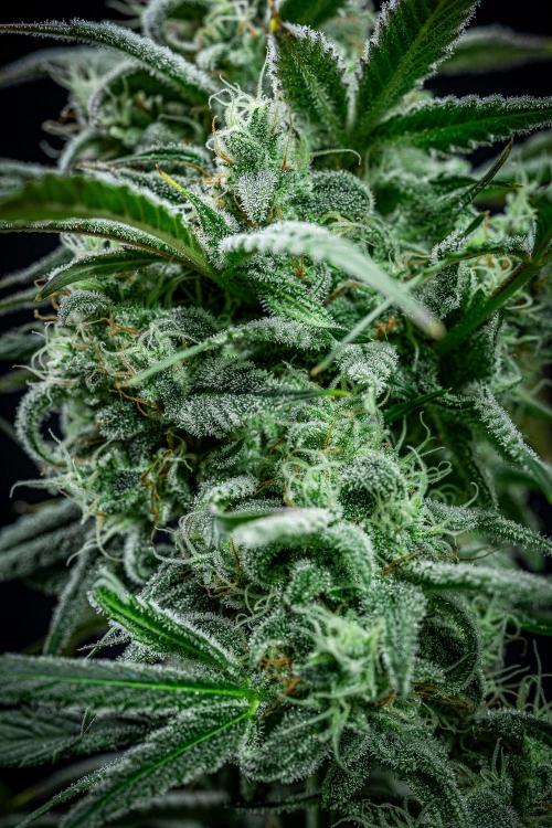 Strawberry Zkittlez Auto Ganja Farmer. Week 10 - Day 68