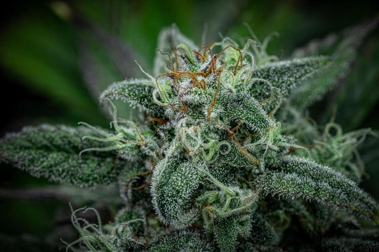 Strawberry Zkittlez Auto Ganja Farmer. Week 10 - Day 68