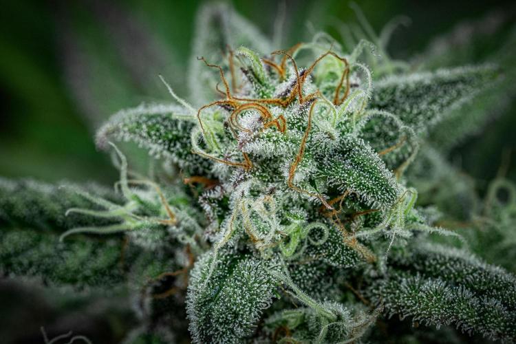 Strawberry Zkittlez Auto Ganja Farmer. Week 10 - Day 68