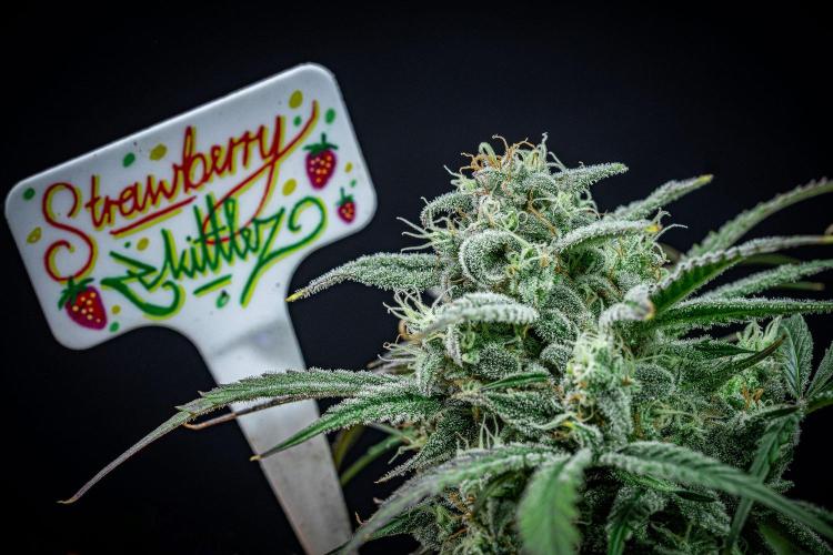 Strawberry Zkittlez Auto Ganja Farmer. Week 10 - Day 68