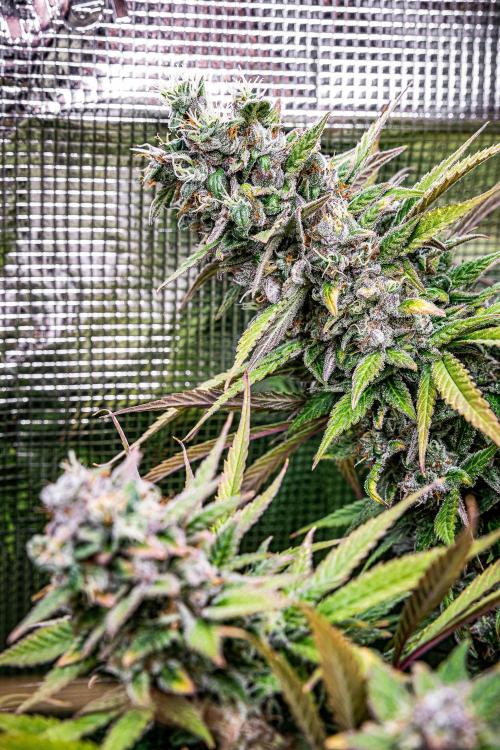 Auto Gelato Pyramid Seeds. Week 13 - Day 90