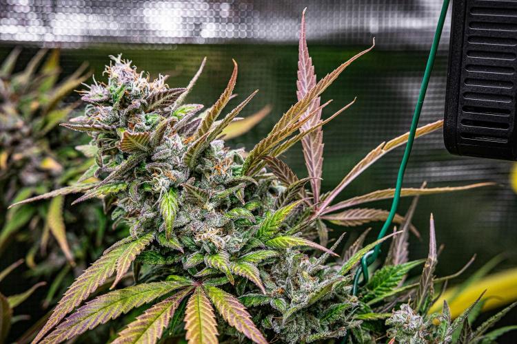 Auto Gelato Pyramid Seeds. Week 13