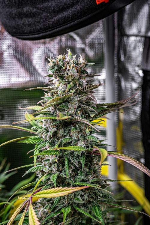 Auto Gelato Pyramid Seeds. Week 13