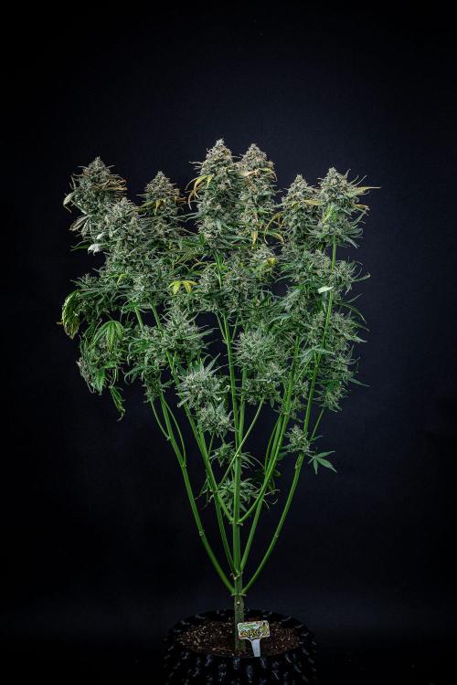 Banana Blaze Auto Dutch Passion. Week 13 - Day 91