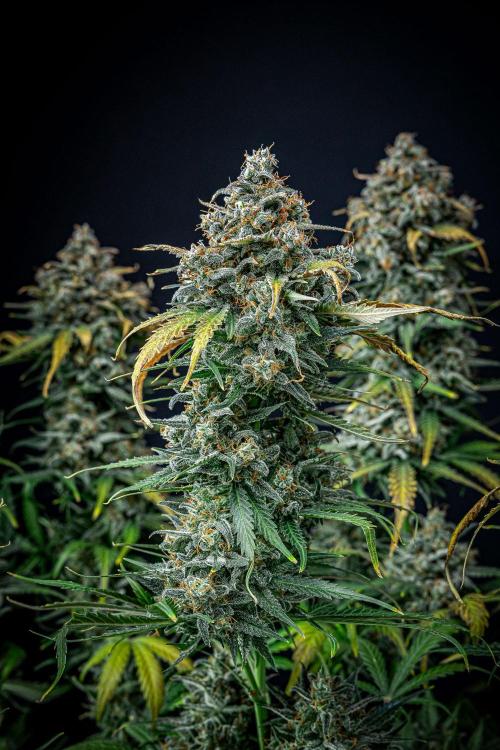 Banana Blaze Auto Dutch Passion. Week 13 - Day 91