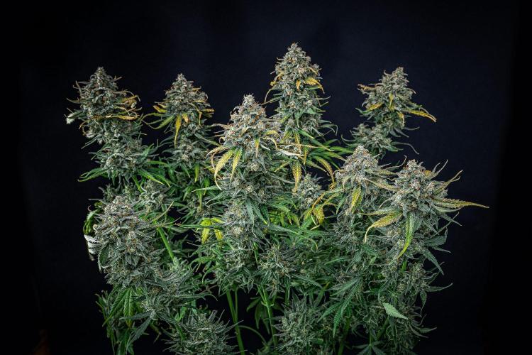 Banana Blaze Auto Dutch Passion. Week 13 - Day 91