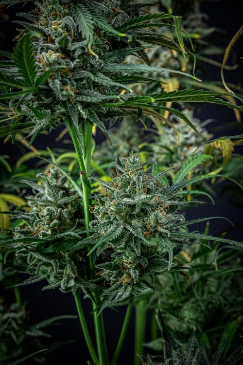 Banana Blaze Auto Dutch Passion. Week 13 - Day 91