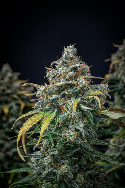 Banana Blaze Auto Dutch Passion. Week 13 - Day 91