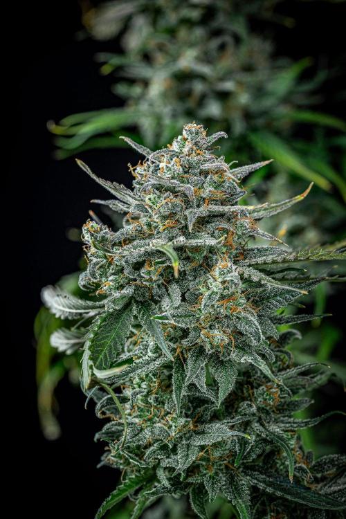 Banana Blaze Auto Dutch Passion. Week 13 - Day 91