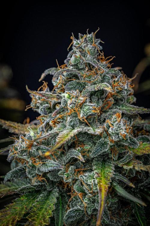 Banana Blaze Auto Dutch Passion. Week 13 - Day 91