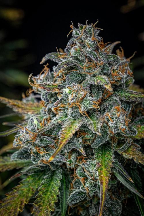 Banana Blaze Auto Dutch Passion. Week 13 - Day 91