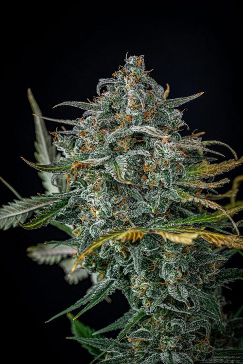 Banana Blaze Auto Dutch Passion. Week 13 - Day 91