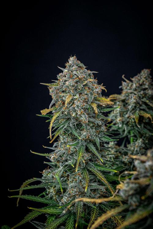 Banana Blaze Auto Dutch Passion. Week 13 - Day 91