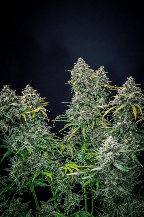 Banana Blaze Auto Dutch Passion. Week 13 - Day 91