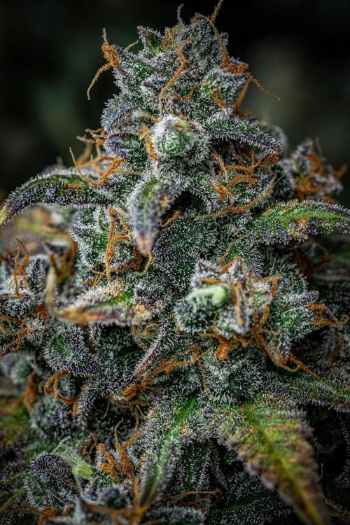 Banana Blaze Auto Dutch Passion. Week 13 - Day 91