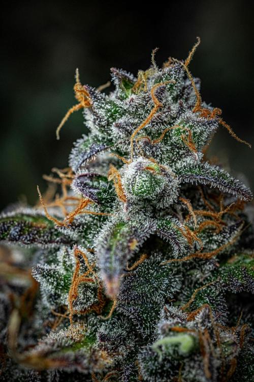 Banana Blaze Auto Dutch Passion. Week 13 - Day 91