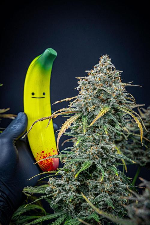 Banana Blaze Auto Dutch Passion. Week 13 - Day 91