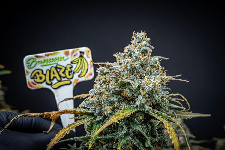 Banana Blaze Auto Dutch Passion. Week 13 - Day 91