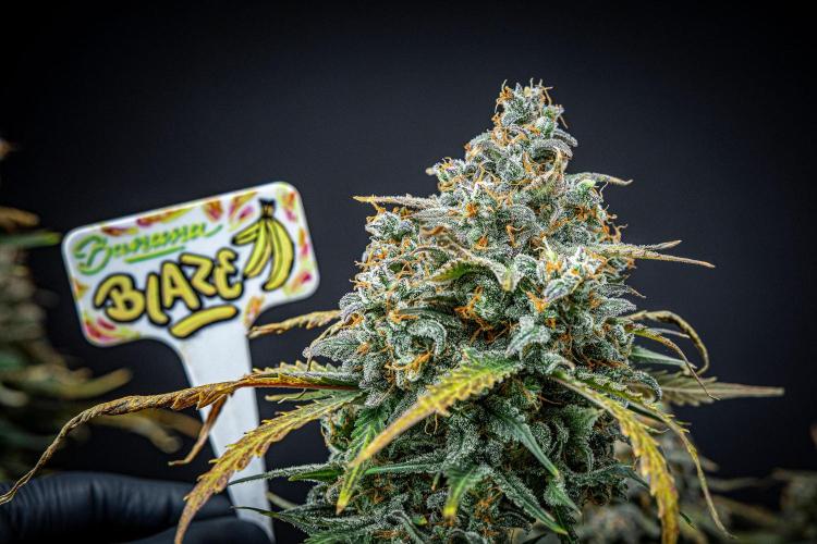 Banana Blaze Auto Dutch Passion. Week 13 - Day 91