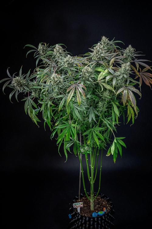 Chemical Candy Green House Seeds. Week 12 - Day 83