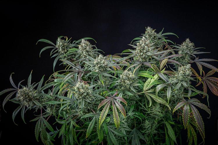 Chemical Candy Green House Seeds. Week 12 - Day 83