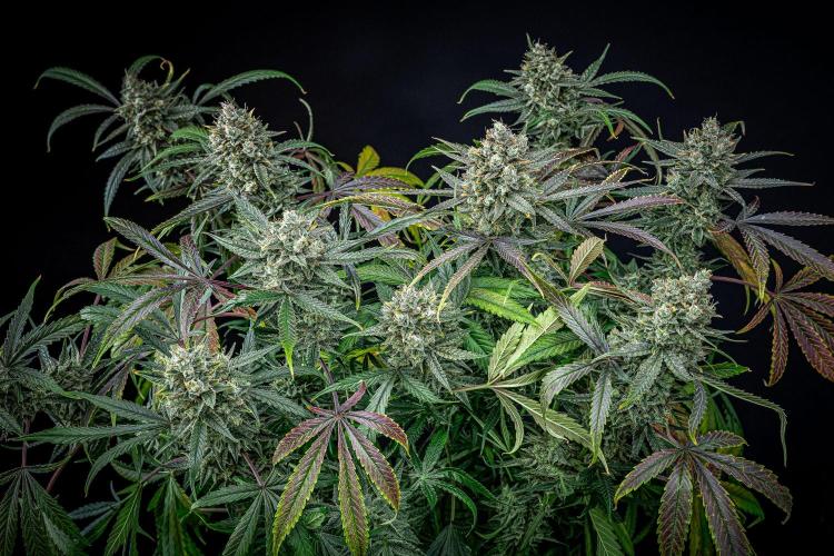 Chemical Candy Green House Seeds. Week 12 - Day 83