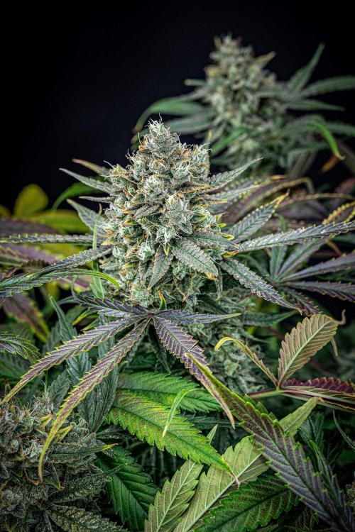 Chemical Candy Green House Seeds. Week 12 - Day 83