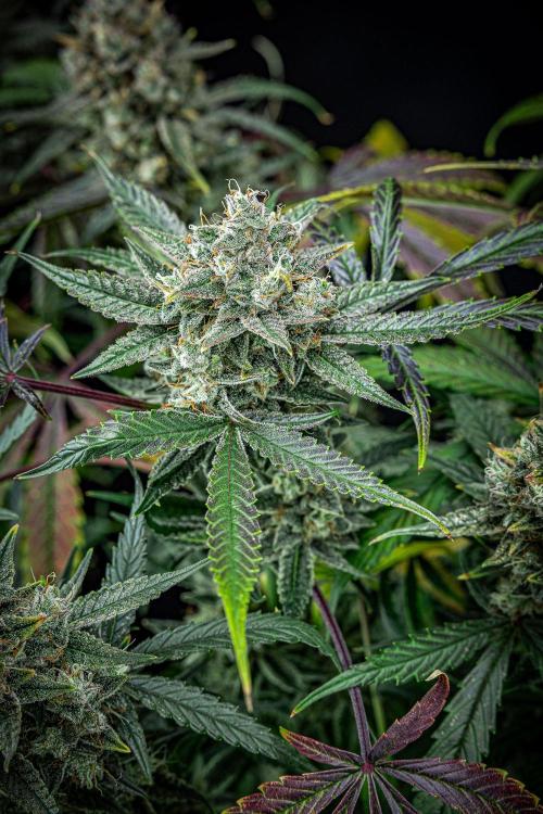 Chemical Candy Green House Seeds. Week 12 - Day 83