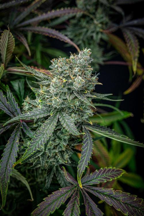 Chemical Candy Green House Seeds. Week 12 - Day 83