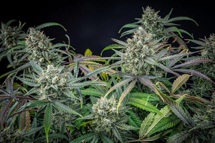 Chemical Candy Green House Seeds. Week 12 - Day 83