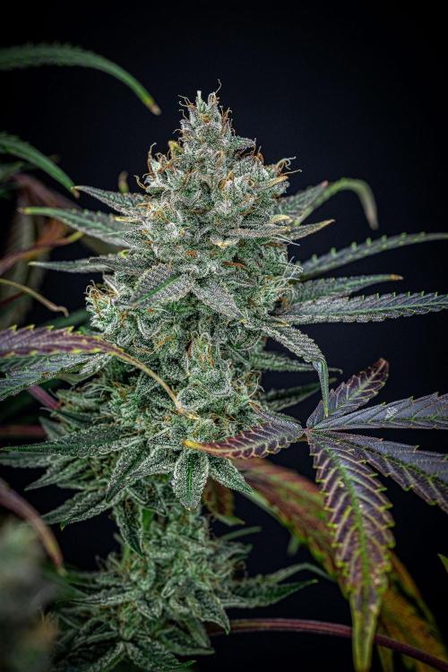 Chemical Candy Green House Seeds. Week 12 - Day 83