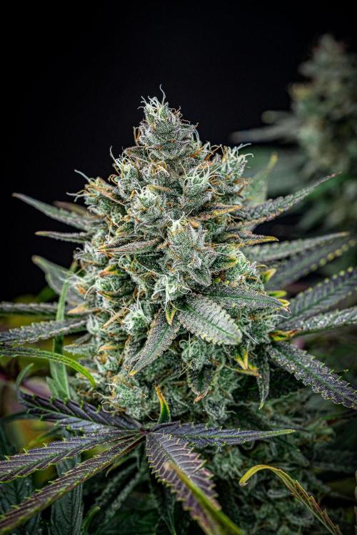 Chemical Candy Green House Seeds. Week 12 - Day 83