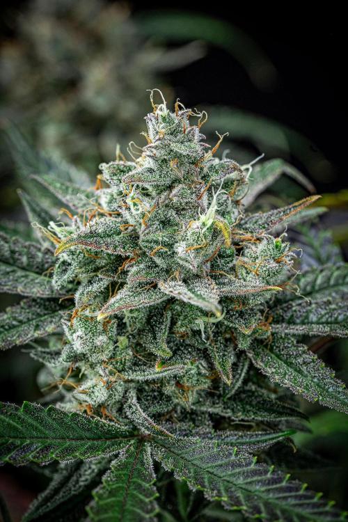 Chemical Candy Green House Seeds. Week 12 - Day 83