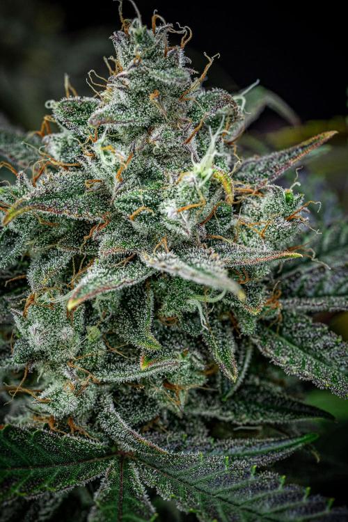 Chemical Candy Green House Seeds. Week 12 - Day 83