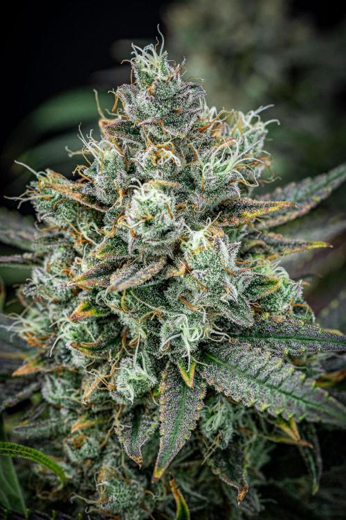 Chemical Candy Green House Seeds. Week 12 - Day 83