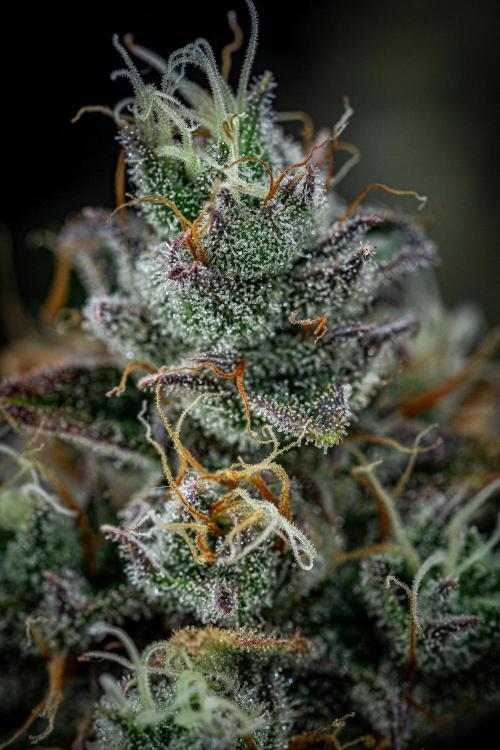 Chemical Candy Green House Seeds. Week 12 - Day 83