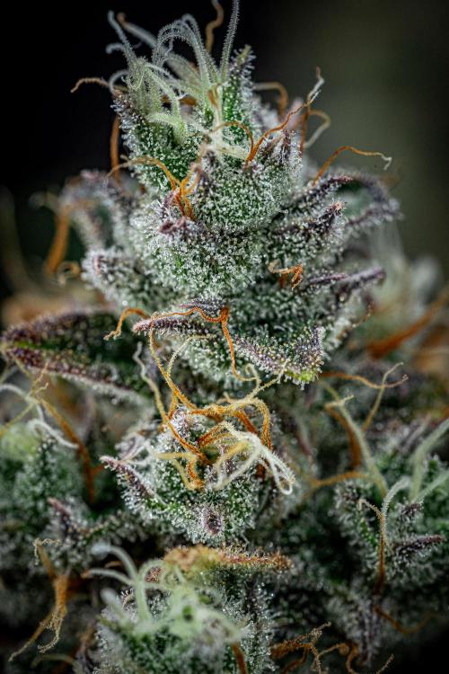 Chemical Candy Green House Seeds. Week 12 - Day 83